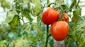 Tomato, Vegetables BIO Farm, Ecological Farmer, Organic Horticulture HD Footage