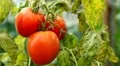Tomato, Vegetables BIO Farm, Ecological Farmer, Organic Horticulture HD Footage