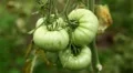 Tomato, Vegetables BIO Farm, Ecological Farmer, Organic Horticulture HD Footage