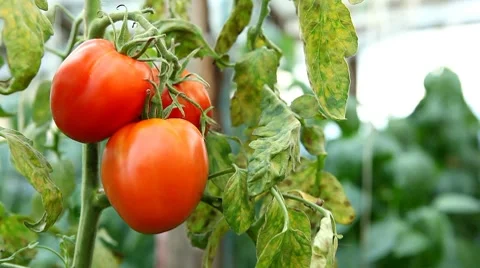 Tomato, Vegetables BIO Farm, Ecological Farmer, Organic Horticulture Stock Footage