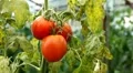 Tomato, Vegetables BIO Farm, Ecological Farmer, Organic Horticulture HD Footage