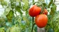 Tomato, Vegetables BIO Farm, Ecological Farmer, Organic Horticulture HD Footage