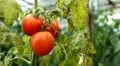 Tomato, Vegetables BIO Farm, Ecological Farmer, Organic Horticulture HD Footage