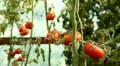 Tomato, Vegetables BIO Farm, Ecological Farmer, Organic Horticulture HD Footage