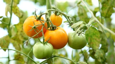Tomato, Vegetables BIO Farm, Ecological Farmer, Organic Horticulture Stock Footage 8522453