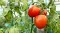 Tomato, Vegetables BIO Farm, Ecological Farmer, Organic Horticulture HD Footage
