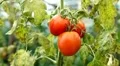 Tomato, Vegetables BIO Farm, Ecological Farmer, Organic Horticulture HD Footage