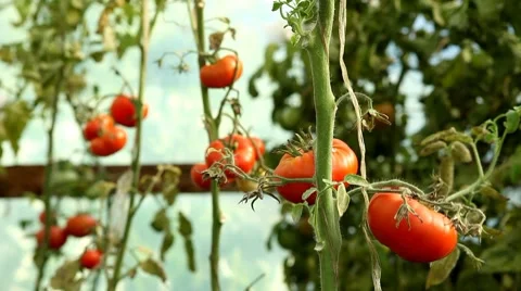 Tomato, Vegetables BIO Farm, Ecological Farmer, Organic Horticulture Video stock 8522550
