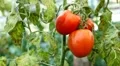 Tomato, Vegetables BIO Farm, Ecological Farmer, Organic Horticulture HD Footage