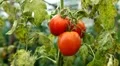 Tomato, Vegetables BIO Farm, Ecological Farmer, Organic Horticulture HD Footage