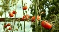 Tomato, Vegetables BIO Farm, Ecological Farmer, Organic Horticulture HD Footage
