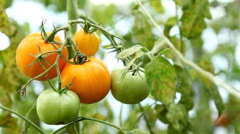 Tomato, Vegetables BIO Farm, Ecological Farmer, Organic Horticulture 스톡 동영상 8522651