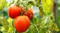 Tomato, Vegetables BIO Farm, Ecological Farmer, Organic Horticulture HD Footage