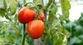 Tomato, Vegetables BIO Farm, Ecological Farmer, Organic Horticulture HD Footage