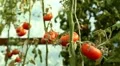 Tomato, Vegetables BIO Farm, Ecological Farmer, Organic Horticulture HD Footage