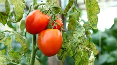 Tomato, Vegetables BIO Farm, Ecological Farmer, Organic Horticulture Stock Footage 8522704