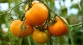 Tomato, Vegetables BIO Farm, Ecological Farmer, Organic Horticulture HD Footage