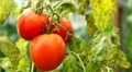 Tomato, Vegetables BIO Farm, Ecological Farmer, Organic Horticulture HD Footage