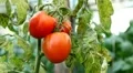 Tomato, Vegetables BIO Farm, Ecological Farmer, Organic Horticulture HD Footage