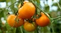 Tomato, Vegetables BIO Farm, Ecological Farmer, Organic Horticulture HD Footage