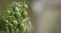 Tomato, Vegetables BIO Farm, Ecological Farmer, Organic Horticulture HD Footage