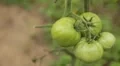 Tomato, Vegetables BIO Farm, Ecological Farmer, Organic Horticulture HD Footage