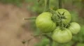 Tomato, Vegetables BIO Farm, Ecological Farmer, Organic Horticulture HD Footage