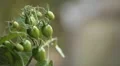 Tomato, Vegetables BIO Farm, Ecological Farmer, Organic Horticulture HD Footage