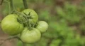 Tomato, Vegetables BIO Farm, Ecological Farmer, Organic Horticulture HD Footage