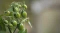 Tomato, Vegetables BIO Farm, Ecological Farmer, Organic Horticulture HD Footage