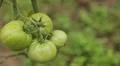 Tomato, Vegetables BIO Farm, Ecological Farmer, Organic Horticulture HD Footage