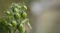 Tomato, Vegetables BIO Farm, Ecological Farmer, Organic Horticulture HD Footage