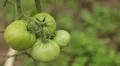 Tomato, Vegetables BIO Farm, Ecological Farmer, Organic Horticulture HD Footage