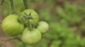 Tomato, Vegetables BIO Farm, Ecological Farmer, Organic Horticulture HD Footage
