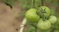Tomato, Vegetables BIO Farm, Ecological Farmer, Organic Horticulture HD Footage