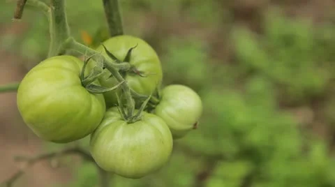 Tomato, Vegetables BIO Farm, Ecological Farmer, Organic Horticulture Vidéo 8952366