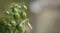 Tomato, Vegetables BIO Farm, Ecological Farmer, Organic Horticulture HD Footage