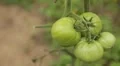 Tomato, Vegetables BIO Farm, Ecological Farmer, Organic Horticulture HD Footage