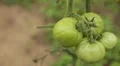 Tomato, Vegetables BIO Farm, Ecological Farmer, Organic Horticulture HD Footage