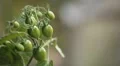 Tomato, Vegetables BIO Farm, Ecological Farmer, Organic Horticulture HD Footage