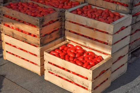 Tomato vegetables in a crate Stock Photos