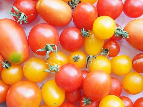Tomato vegetables Stock Photos