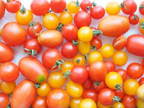 Tomato vegetables Stock Photos