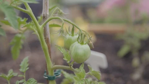 Tomato On Vine Close Up Stock Footage 118973660