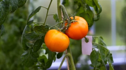 Tomato Vine 스톡 동영상 122636919