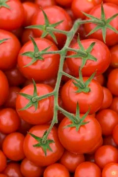 Tomato on the vine Foto stock