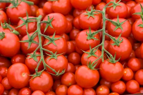 Tomato on the vine Stock Photos