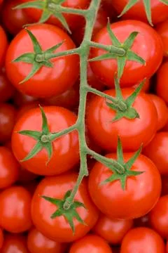 Tomato on the vine Stock Photos