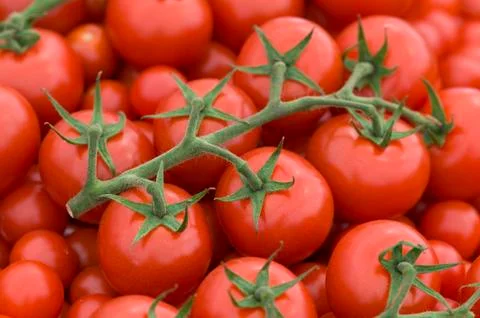 Tomato on the vine Stock Photos