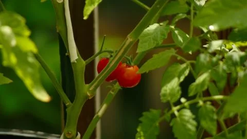 Tomato on the Vine 库存照片